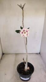 Planta Dobrada 3451 – 35cm – 03 anos - Imagem 2