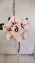 Planta Dobrada 3451 – 35cm – 03 anos