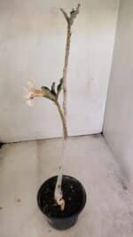 Planta Dobrada 3451 – 35cm – 03 anos - Imagem 6