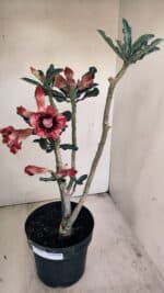 Planta Dobrada 3452 – 40cm – 03 anos - Imagem 2