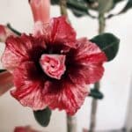 Planta Dobrada 3452 – 40cm – 03 anos