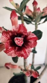 Planta Dobrada 3452 – 40cm – 03 anos