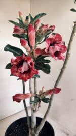 Planta Dobrada 3452 – 40cm – 03 anos - Imagem 4