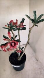 Planta Dobrada 3452 – 40cm – 03 anos - Imagem 5