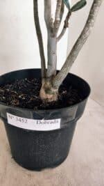 Planta Dobrada 3452 – 40cm – 03 anos - Imagem 8