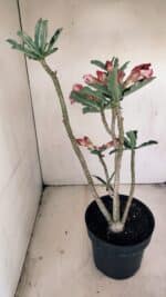 Planta Dobrada 3452 – 40cm – 03 anos - Imagem 7