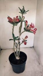 Planta Dobrada 3452 – 40cm – 03 anos - Imagem 6