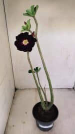 Planta Dobrada 3453 – 35cm – 03 anos - Imagem 2