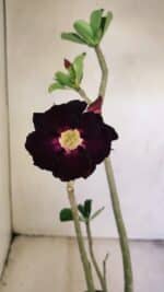 Planta Dobrada 3453 – 35cm – 03 anos