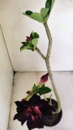 Planta Dobrada 3453 – 35cm – 03 anos - Imagem 6