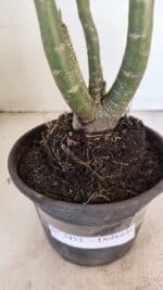 Planta Dobrada 3453 – 35cm – 03 anos - Imagem 5