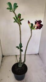 Planta Dobrada 3453 – 35cm – 03 anos - Imagem 4