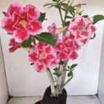 Planta Dobrada 3454 – 35cm – 03 anos