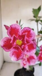 Planta Dobrada 3454 – 35cm – 03 anos - Imagem 4