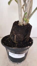 Planta Dobrada 3454 – 35cm – 03 anos - Imagem 9