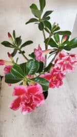 Planta Dobrada 3454 – 35cm – 03 anos - Imagem 5