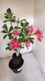 Planta Dobrada 3454 – 35cm – 03 anos - Imagem 8