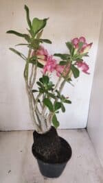 Planta Dobrada 3454 – 35cm – 03 anos - Imagem 7