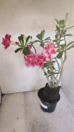 Planta Dobrada 3454 – 35cm – 03 anos - Imagem 6