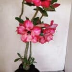 Planta Dobrada 3455 – 35cm – 03 anos