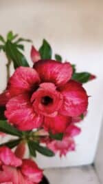 Planta Dobrada 3455 – 35cm – 03 anos - Imagem 3