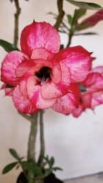 Planta Dobrada 3455 – 35cm – 03 anos - Imagem 4