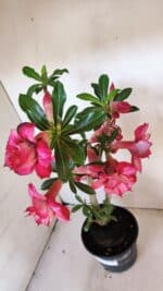 Planta Dobrada 3455 – 35cm – 03 anos - Imagem 7