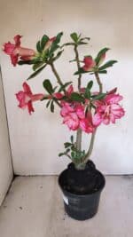 Planta Dobrada 3455 – 35cm – 03 anos - Imagem 6