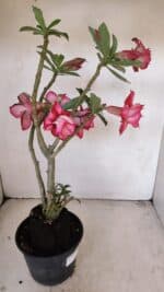 Planta Dobrada 3455 – 35cm – 03 anos - Imagem 5