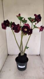 Planta Dobrada 3456 – 35cm – 03 anos