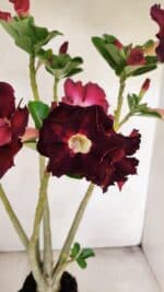 Planta Dobrada 3456 – 35cm – 03 anos - Imagem 3