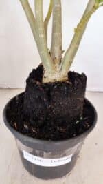 Planta Dobrada 3456 – 35cm – 03 anos - Imagem 6