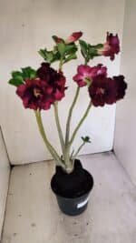 Planta Dobrada 3456 – 35cm – 03 anos - Imagem 5