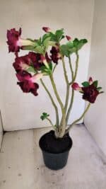 Planta Dobrada 3456 – 35cm – 03 anos - Imagem 4