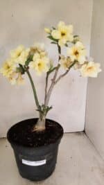 Planta Dobrada 3457 – 40cm – 03 anos