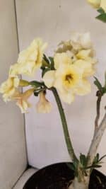 Planta Dobrada 3457 – 40cm – 03 anos - Imagem 3