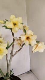 Planta Dobrada 3457 – 40cm – 03 anos - Imagem 4