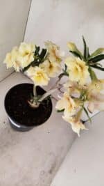 Planta Dobrada 3457 – 40cm – 03 anos - Imagem 5