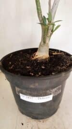 Planta Dobrada 3457 – 40cm – 03 anos - Imagem 9