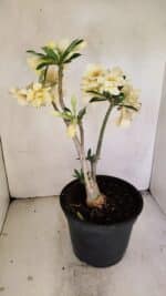 Planta Dobrada 3457 – 40cm – 03 anos - Imagem 8