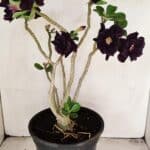 Planta Dobrada 3458 – 40cm – 03 anos