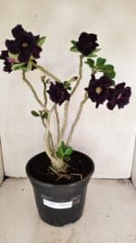 Planta Dobrada 3458 – 40cm – 03 anos