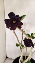 Planta Dobrada 3458 – 40cm – 03 anos - Imagem 5