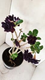 Planta Dobrada 3458 – 40cm – 03 anos - Imagem 9