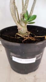 Planta Dobrada 3458 – 40cm – 03 anos - Imagem 8