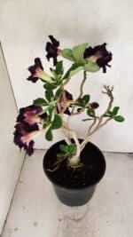 Planta Dobrada 3458 – 40cm – 03 anos - Imagem 7