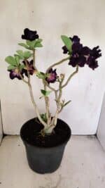 Planta Dobrada 3458 – 40cm – 03 anos - Imagem 6