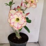 Planta Dobrada 3459 – 40cm – 03 anos