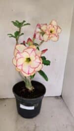 Planta Dobrada 3459 – 40cm – 03 anos