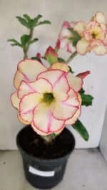 Planta Dobrada 3459 – 40cm – 03 anos - Imagem 4